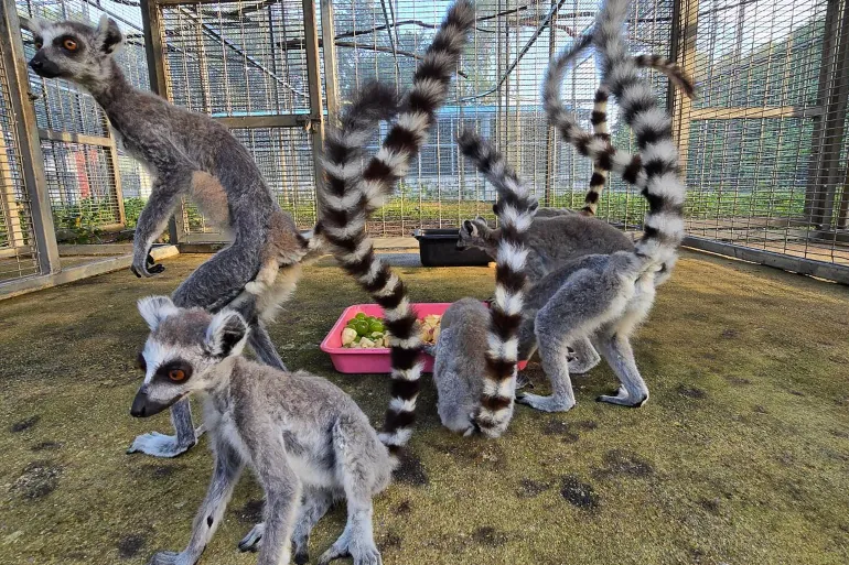 Thousands of Endangered Lemurs, Tortoises Returned to Madagascar in Historic Repatriation