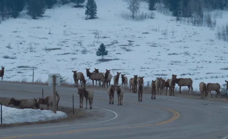 Chronic Wasting Disease Emerges as Growing Threat to Jackson Hole Elk Herds