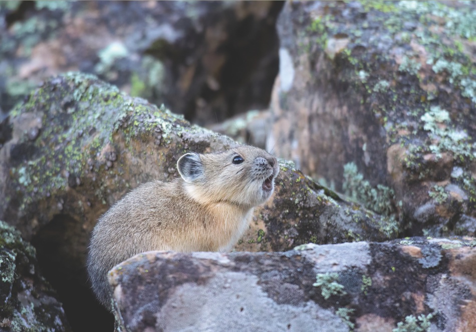 Wyoming Biologists Track Pika Populations in Rocky Mountains Amid Climate Change Concerns