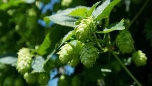 Could Hops Thrive in Wyoming? Early Research Shows Promise