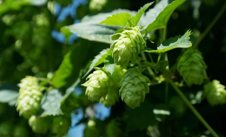 Could Hops Thrive in Wyoming? Early Research Shows Promise