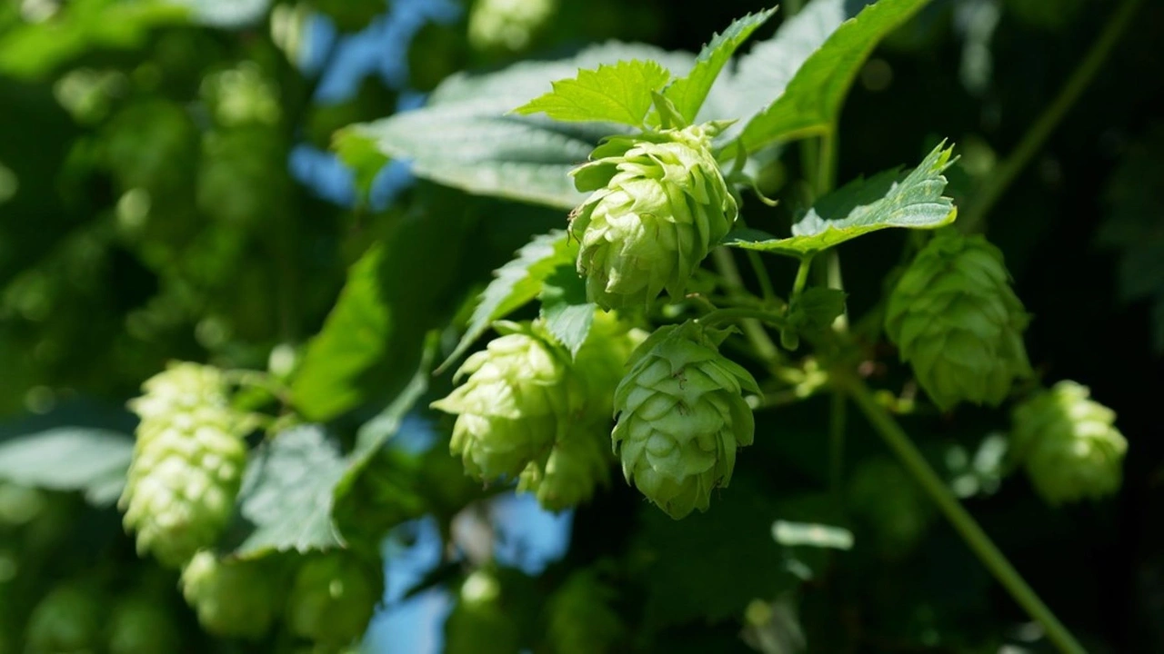 Could Hops Thrive in Wyoming? Early Research Shows Promise