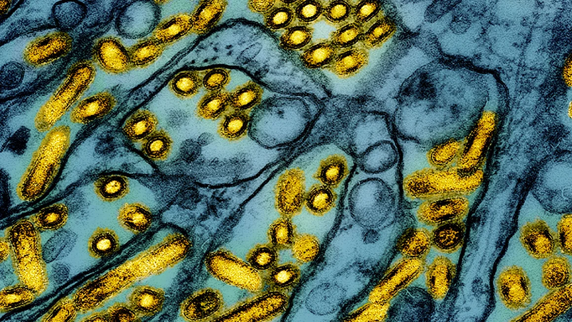 Louisiana Bird Flu Case Highlights Potential Mutations in Virus