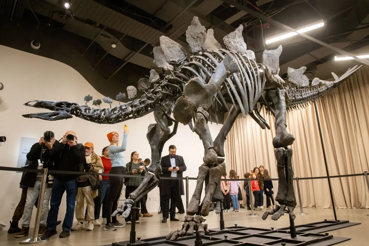 Rare, 150-Million-Year-Old Stegosaurus Fossil to Be Displayed at NYC Museum, Courtesy of Billionaire Ken Griffin