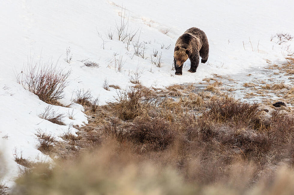 Relocated Grizzlies Roam Wyoming’s Wilderness, Show Signs of Adaptation