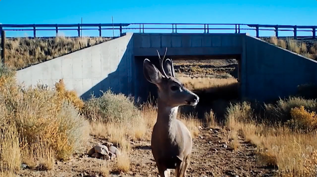 Wyoming Big Game Migration Program Secures Over 510,000 Acres of Habitat