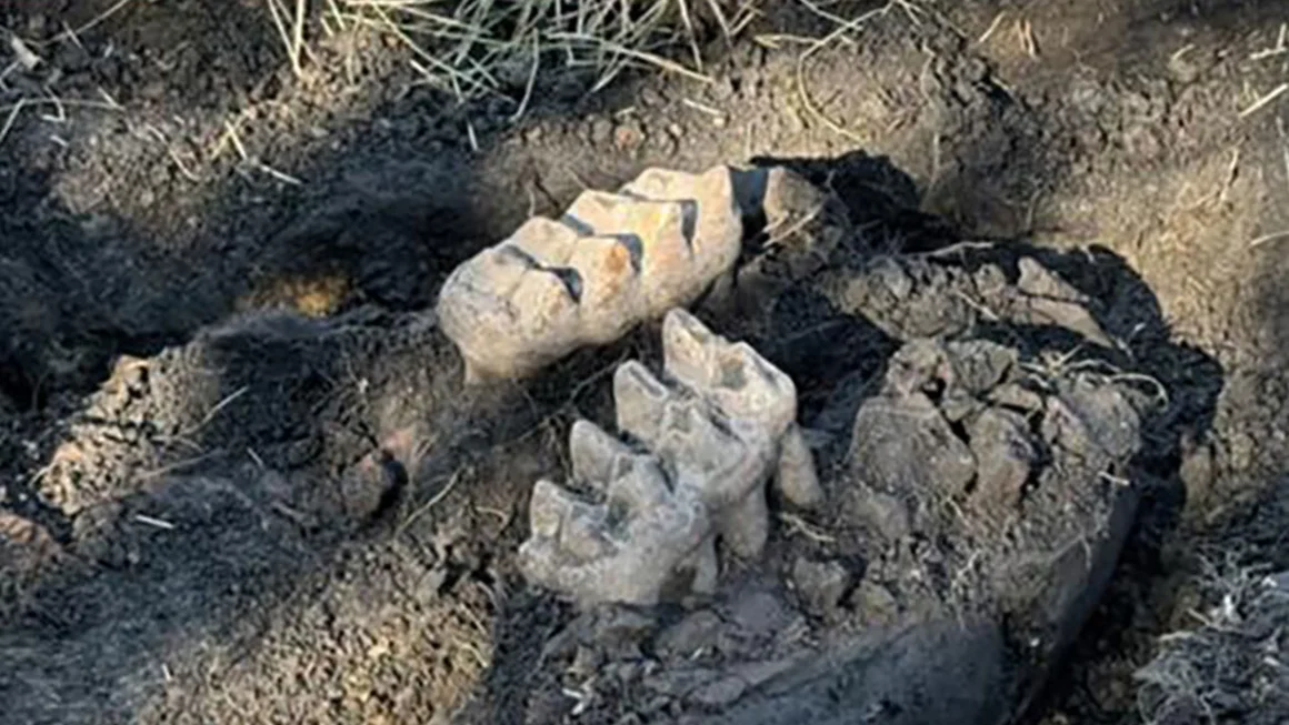 Complete Mastodon Jaw Unearthed in New York Backyard