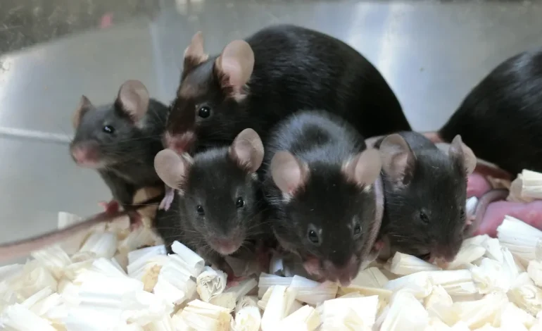 Could Space Experiments with Mouse Sperm Shape Humanity’s Future?