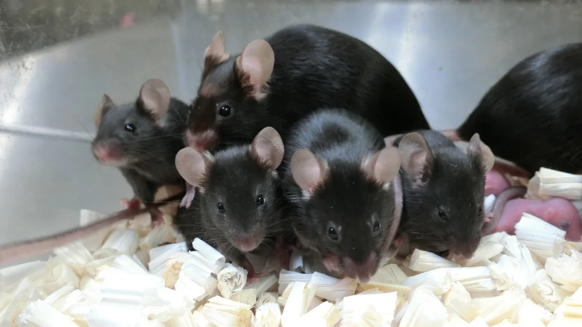 Could Space Experiments with Mouse Sperm Shape Humanity’s Future?