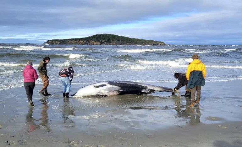 Rare Spade-Toothed Whale’s Death Likely Due to Head Trauma, Scientists Say