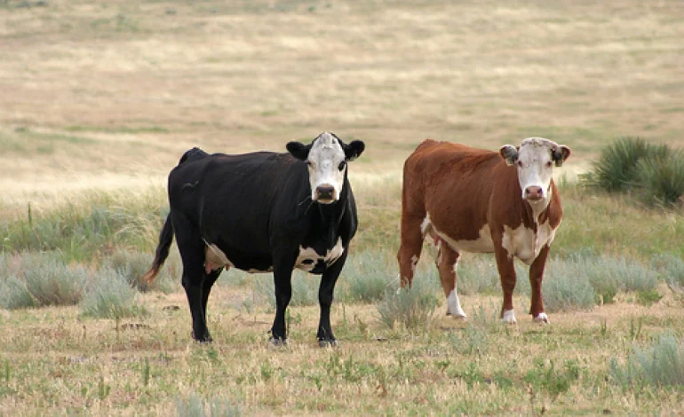 Trichomoniasis Diagnosed in Cattle in Southwestern Wyoming