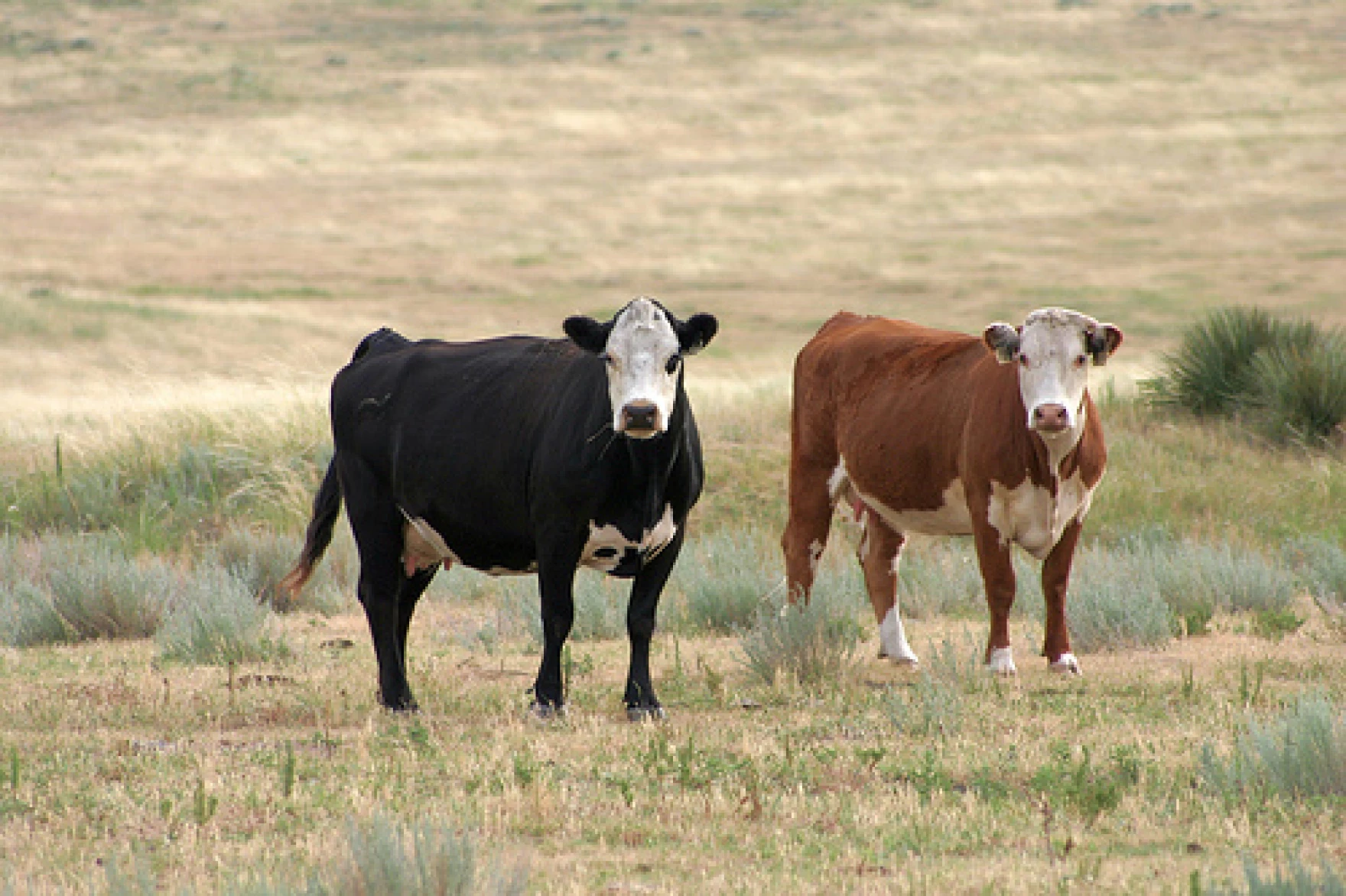 Trichomoniasis Diagnosed in Cattle in Southwestern Wyoming