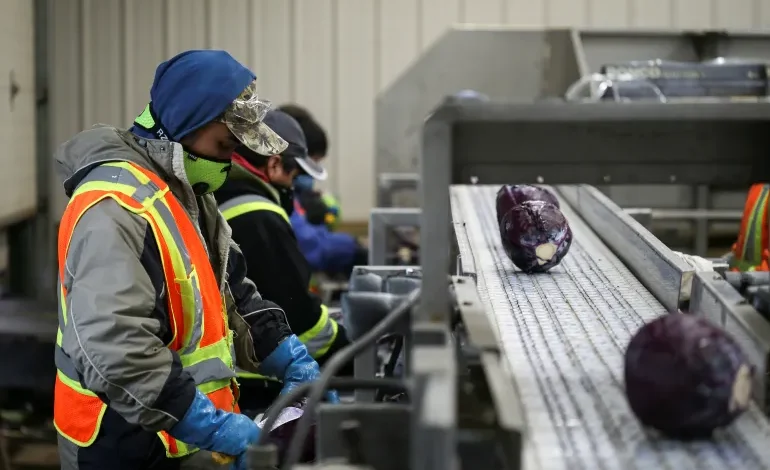 Amnesty International Criticizes Canada’s Temporary Foreign Worker Scheme for Systemic Abuses