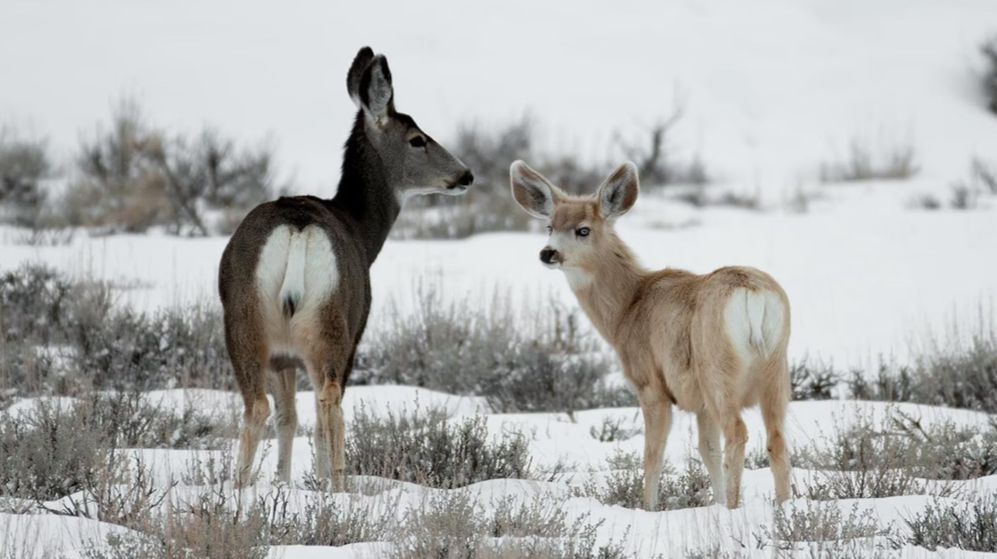 Rare Leucistic Mule Deer Fawn with Blue Eyes Captivates Wildlife Enthusiasts in Wyoming