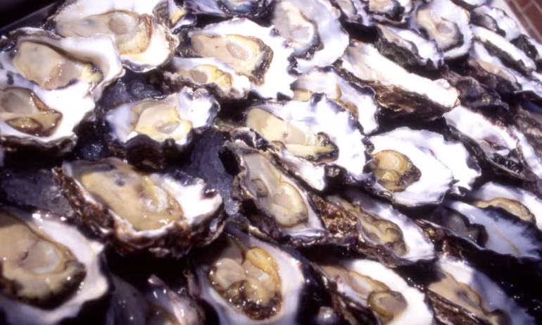 New Discovery: Oyster Blood Could Aid Antibiotics in Fighting Superbugs