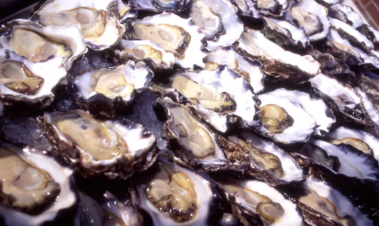 New Discovery: Oyster Blood Could Aid Antibiotics in Fighting Superbugs