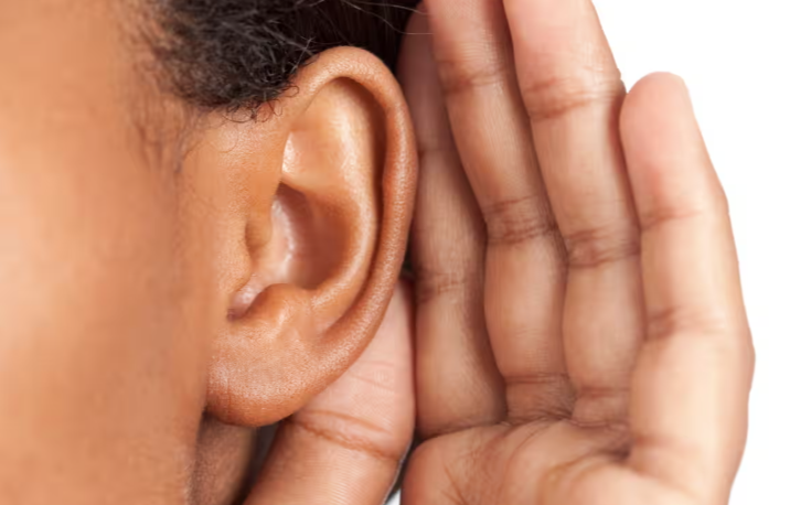 Vestigial Ear Muscles Still Respond When Humans Listen Hard, Study Finds