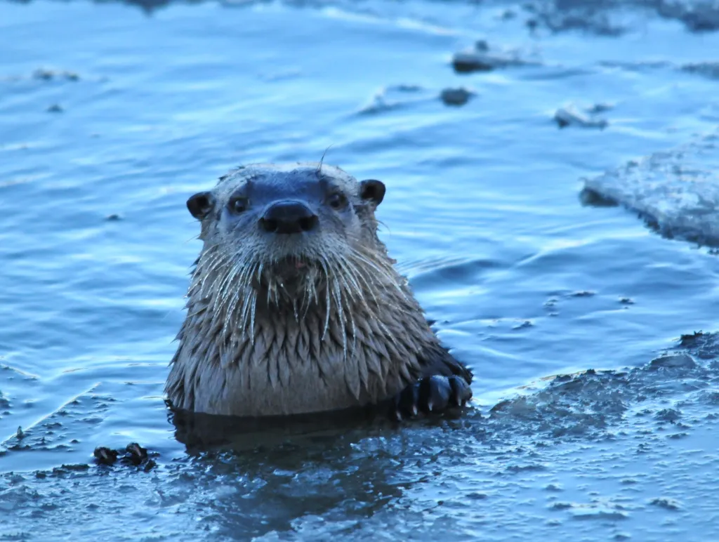 Wyoming Considers Removing River Otters from Protected Status