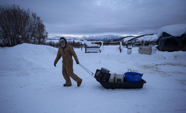 Wyoming PBS Premieres Documentary on Bondurant Dog Musher Alix Crittenden’s Comeback