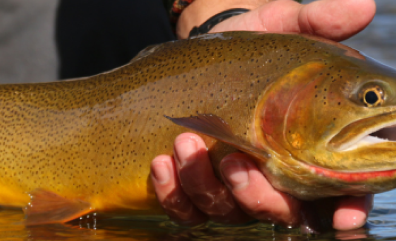 Exploring Wyoming’s Exceptional Fishing Opportunities