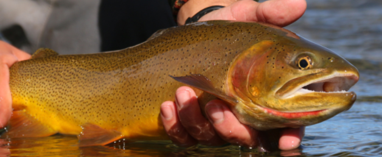 Exploring Wyoming’s Exceptional Fishing Opportunities