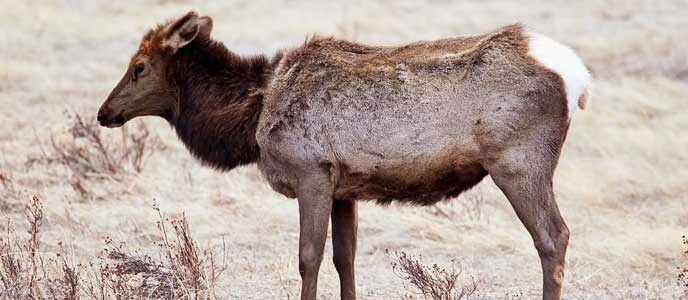 Wyoming Faces New Elk Challenges Amid Feedground Changes and Disease Concerns