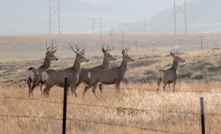 Debate Arises Over Proposal to Allow Sale of Wyoming Landowner Hunting Tags