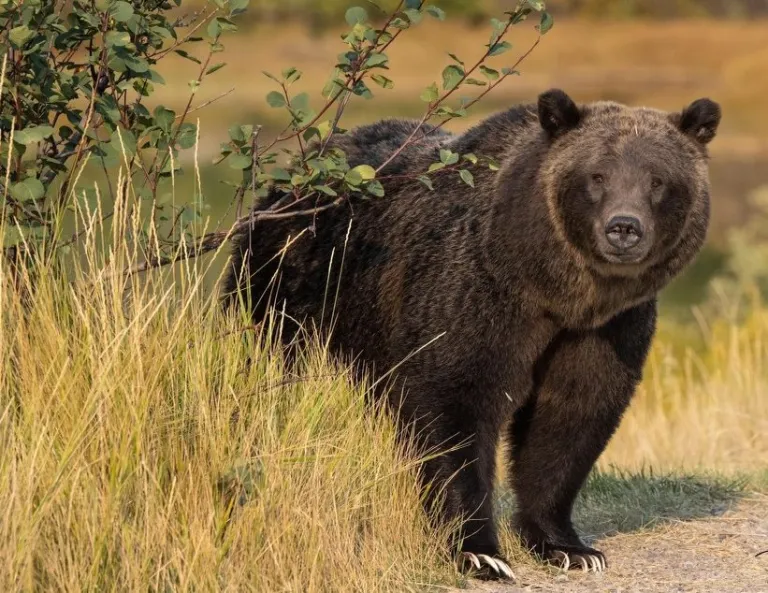 Feds Deny State Petitions to Remove Grizzly Bears from Endangered Species List, Propose New Management Plan