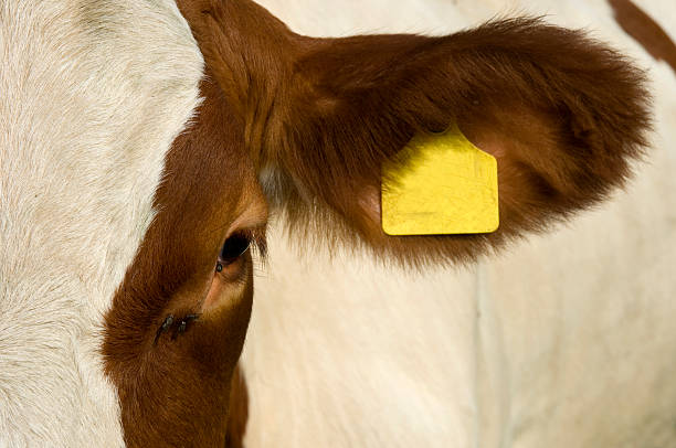 Wyoming Bill Opposing Mandatory Electronic ID Devices for Livestock Advances