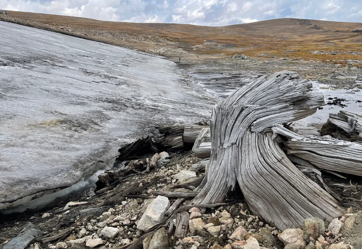 Ancient Forest Uncovered in Greater Yellowstone Ecosystem Reveals Climate Shifts