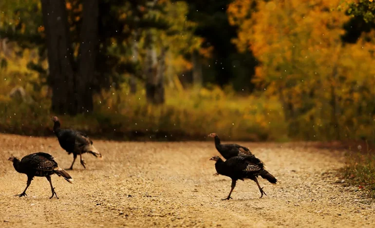 Wyoming Game & Fish Department Receives $2,000 Donation for Live Wild Turkey Trap