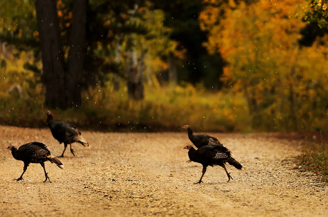 Wyoming Game & Fish Department Receives $2,000 Donation for Live Wild Turkey Trap