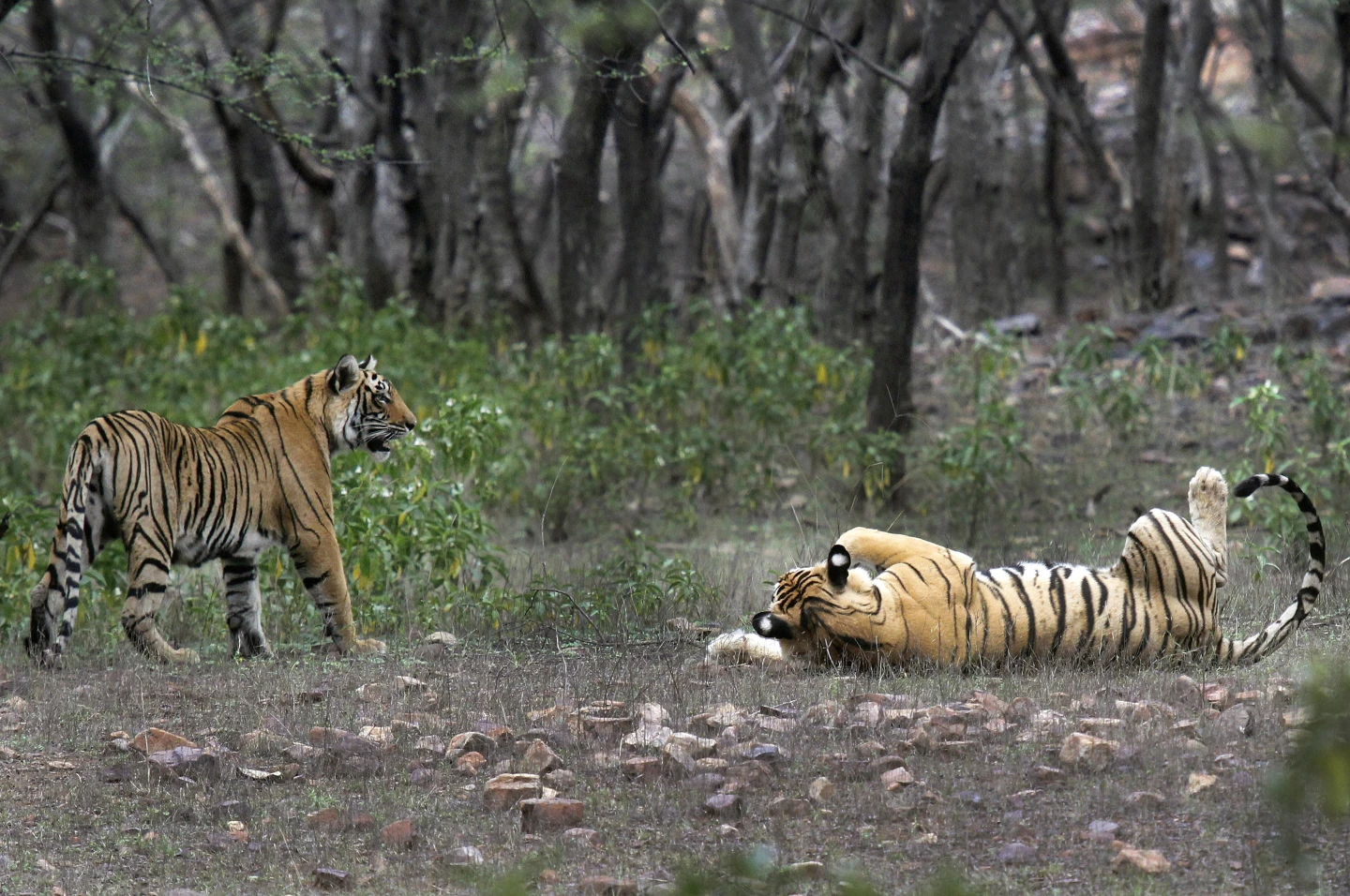 India Doubles Tiger Population in Just Over Decade, Study Finds