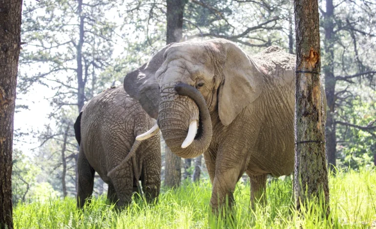 Colorado Court Denies Legal Rights to Zoo Elephants, Citing Non-Human Status