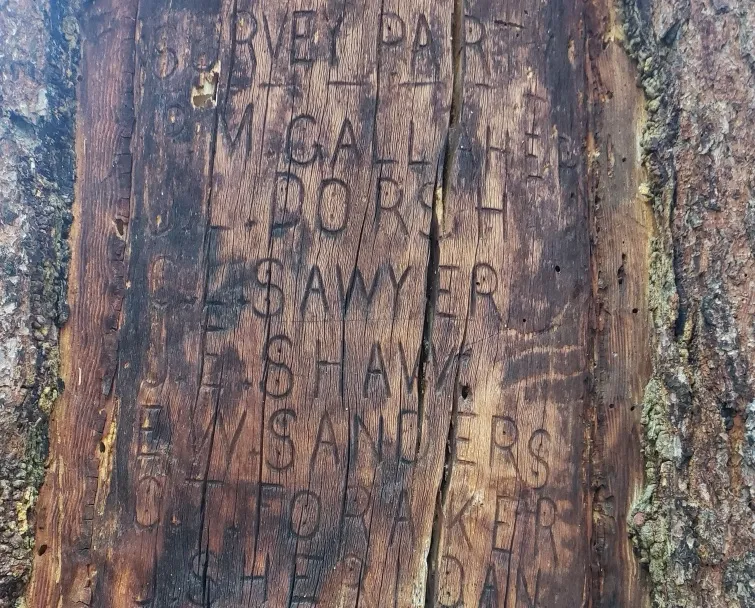 Efforts Grow to Preserve Historic Survey Tree in Wyoming’s Shoshone National Forest