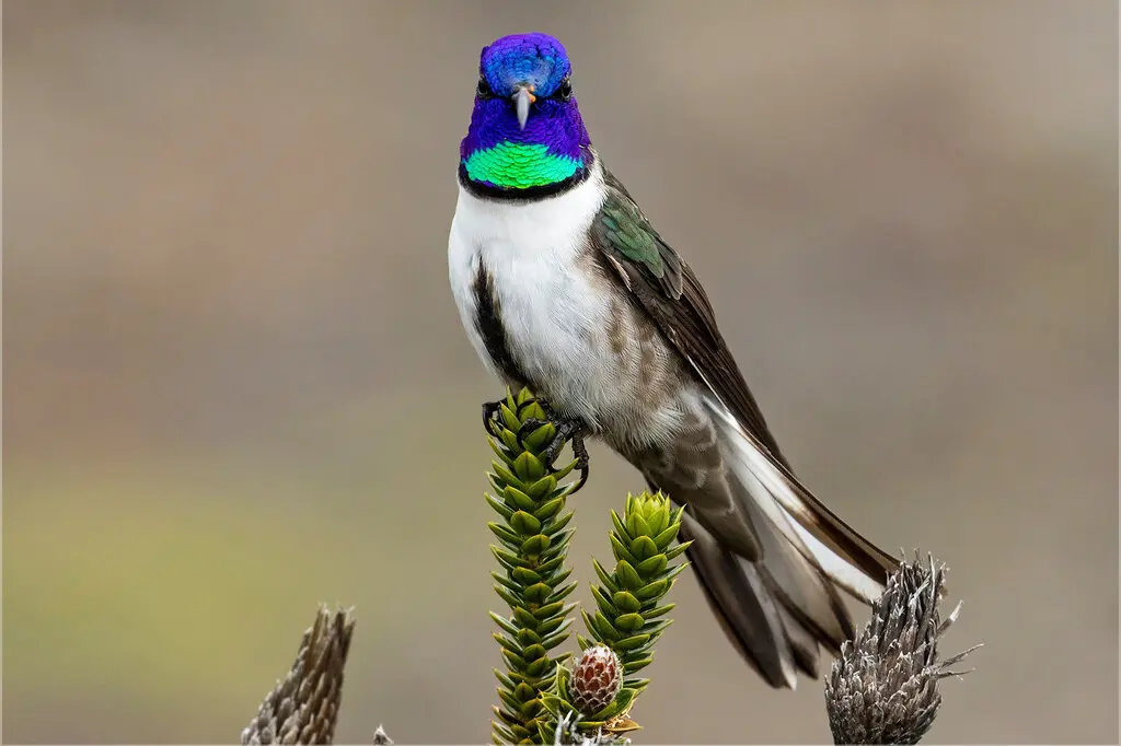 Unusual Discovery: Hummingbirds Found Nesting and Roosting Together in Ecuador