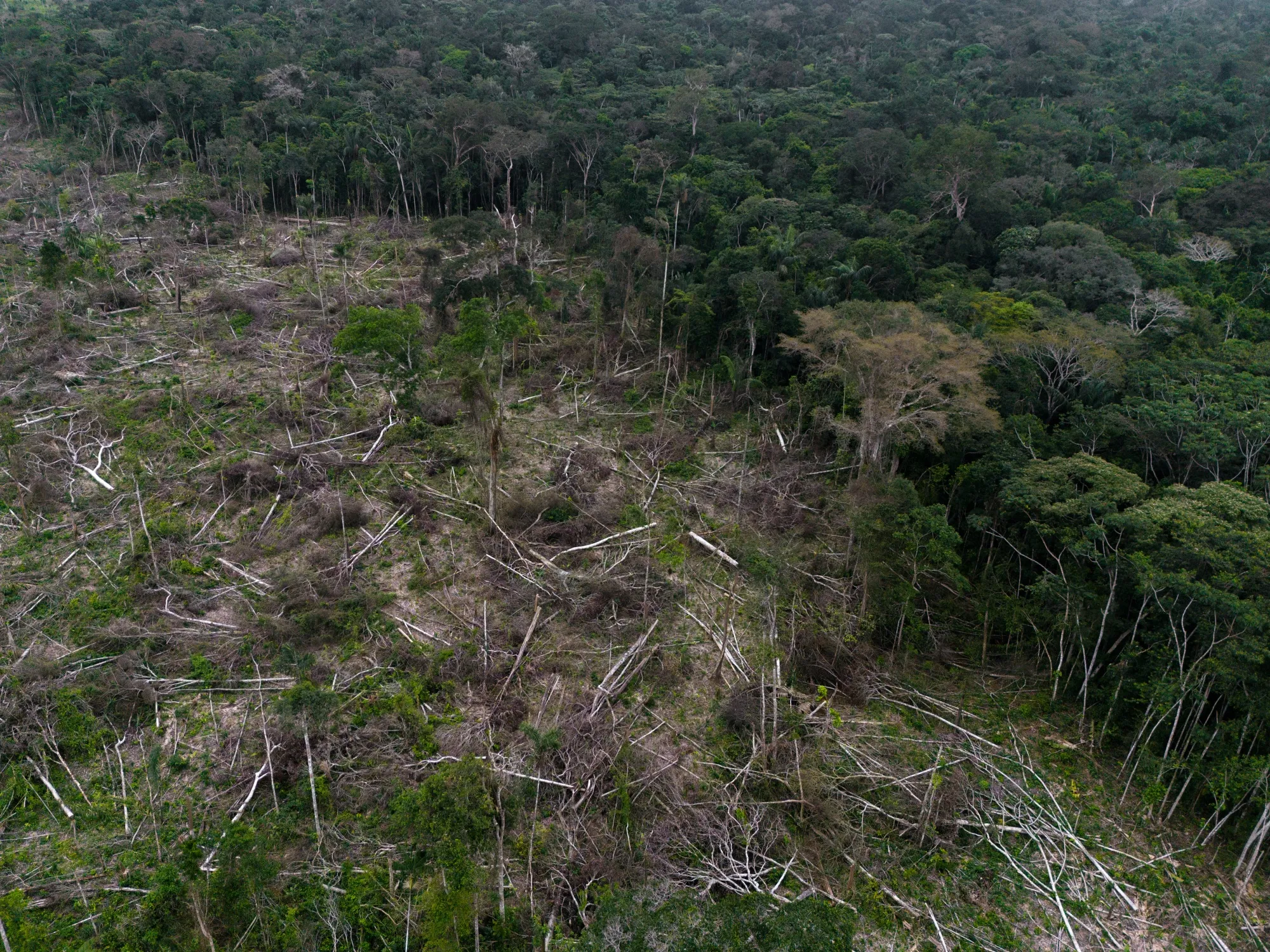 Biodiversity Talks Resume in Italy After Disagreements Over Funding