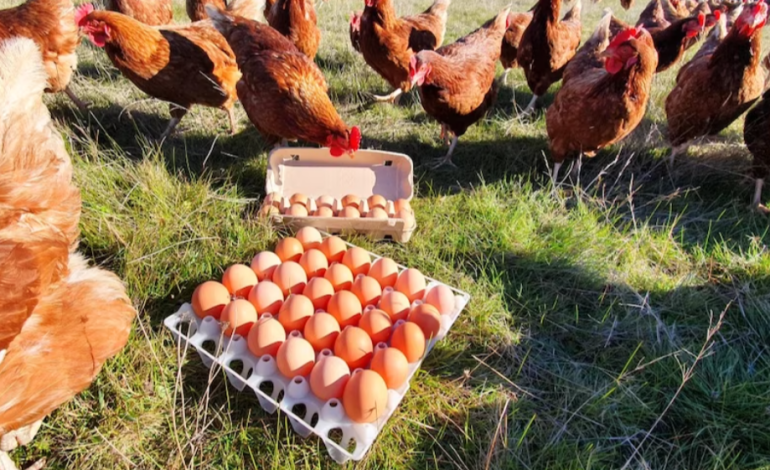 Egg Shortage in Australia: The Role of Bird Flu and Supply Challenges