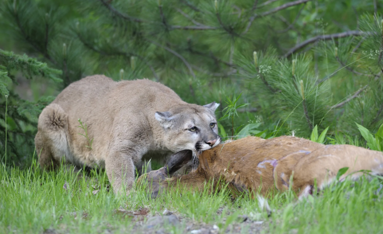 Wyoming Lawmakers Considered Removing Mountain Lion Hunting Limits—But Hunters Pushed Back