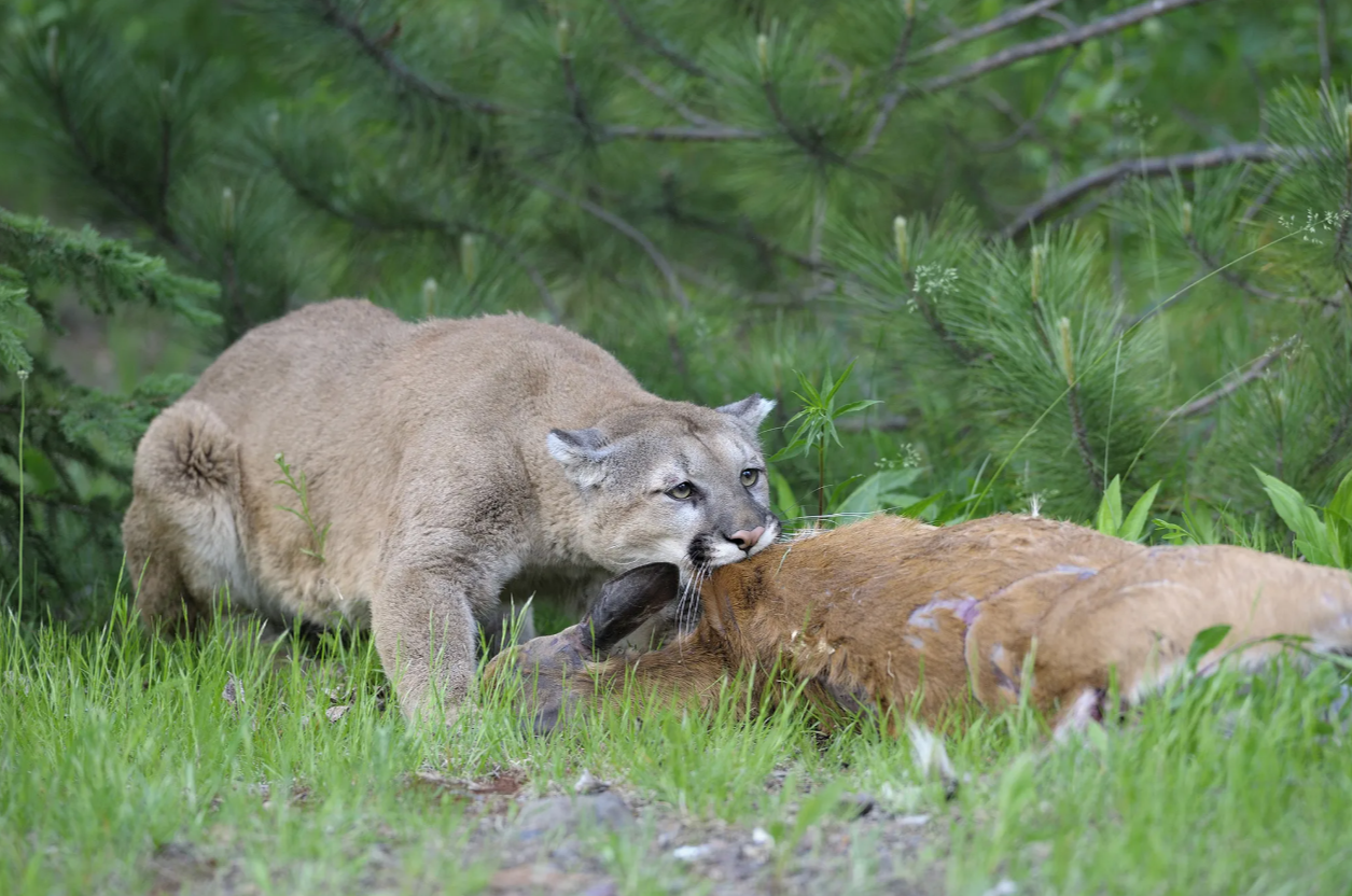 Wyoming Lawmakers Considered Removing Mountain Lion Hunting Limits—But Hunters Pushed Back