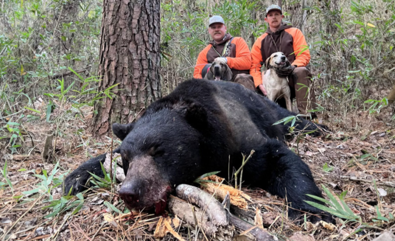 Eastern Black Bears Surpass Wyoming Grizzlies in Size Due to Diet and Habitat Differences