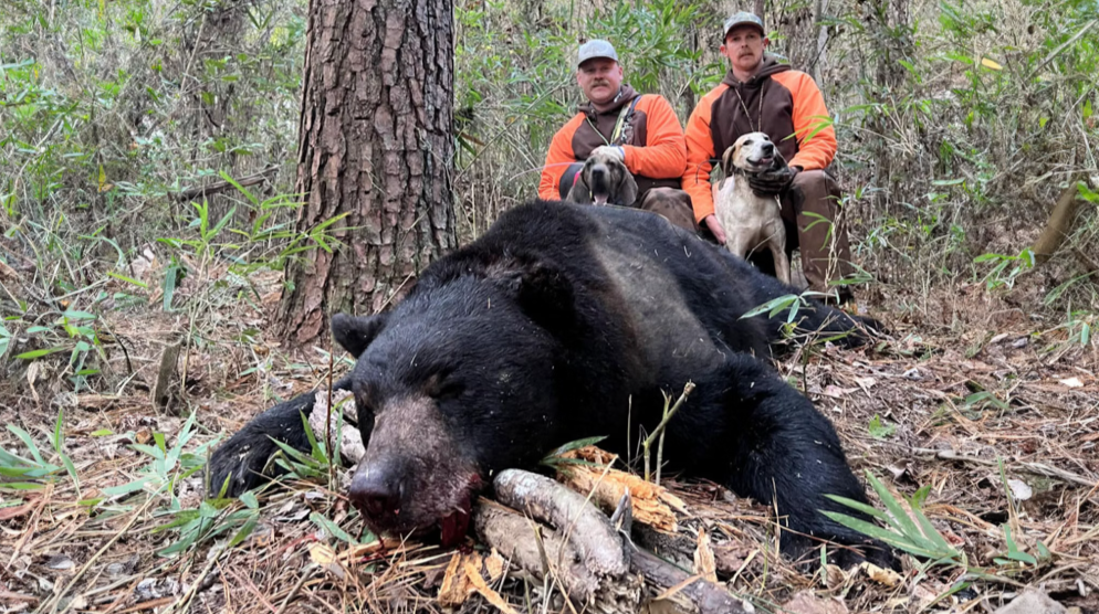 Eastern Black Bears Surpass Wyoming Grizzlies in Size Due to Diet and Habitat Differences