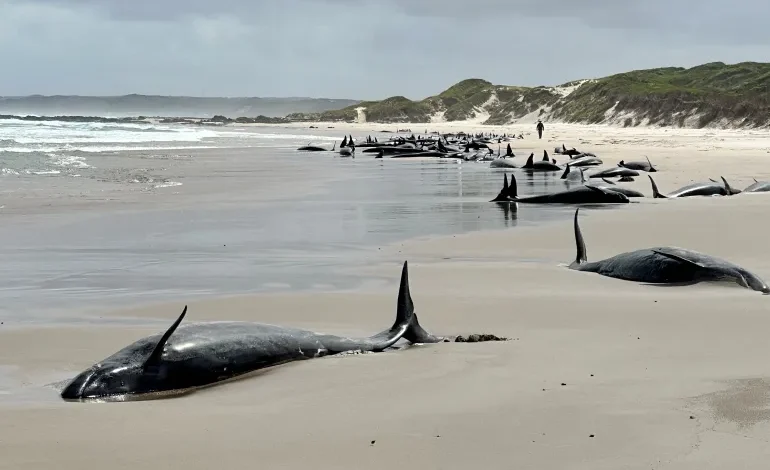 Mass Stranding: Over 150 False Killer Whales Beach Themselves in Australia