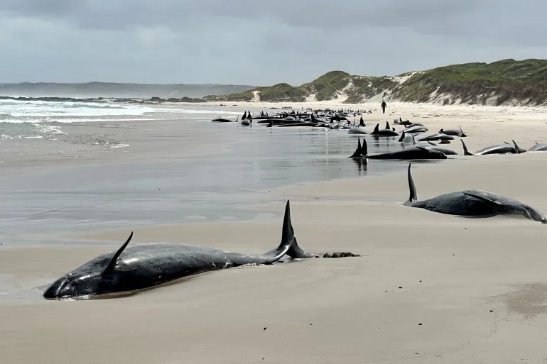 Mass Stranding: Over 150 False Killer Whales Beach Themselves in Australia