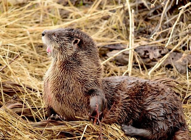 Wyoming Senate Rejects Effort to Eliminate Protected Wildlife List, Advances Otter Bill