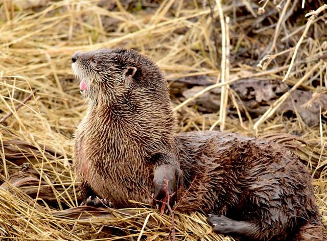 Wyoming Senate Rejects Effort to Eliminate Protected Wildlife List, Advances Otter Bill