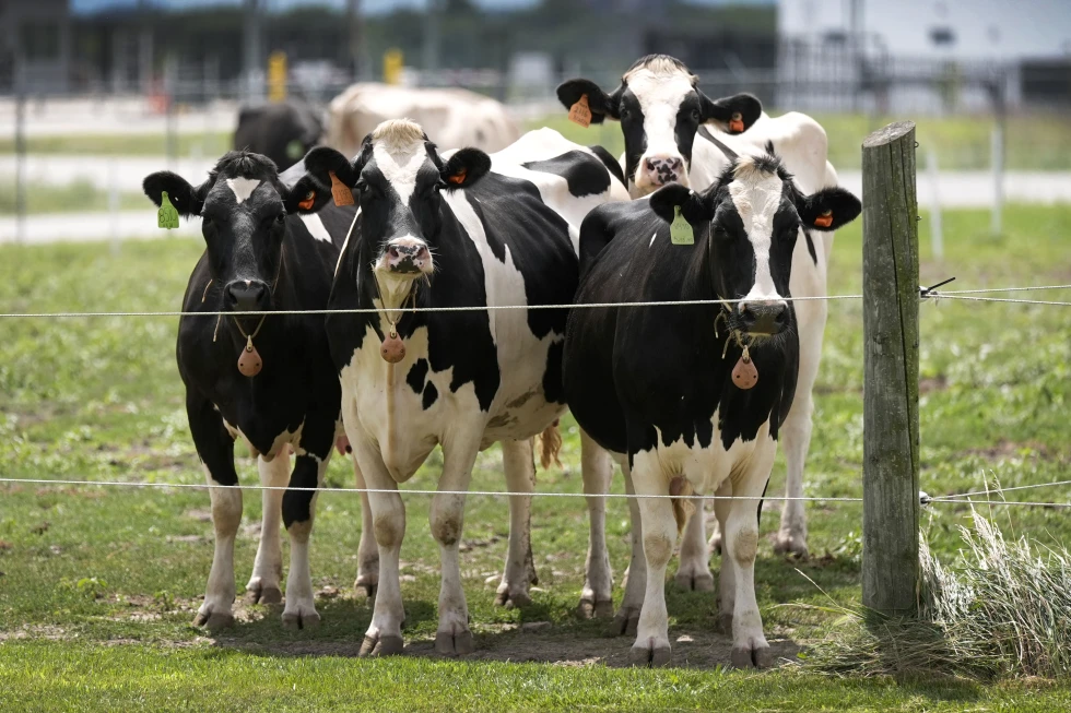 New Strain of Bird Flu Detected in US Dairy Cows