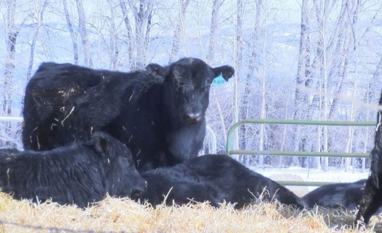 Cattle Herds in Park and Sublette Counties Test Positive for Brucellosis