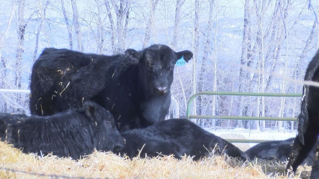 Cattle Herds in Park and Sublette Counties Test Positive for Brucellosis