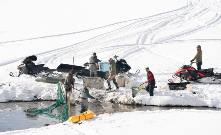 Rescue Mission Saves Hundreds of Fish in Grand Teton National Park